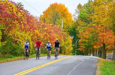 Group cycling on tree-lined road