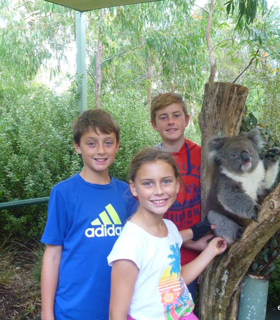 Get up close to the cuddly koala at the wildlife park and see one in the wild too