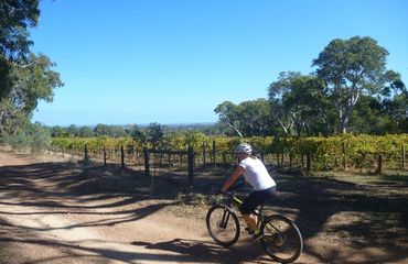 Biking next to vineyards