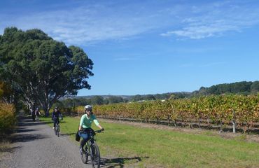 Cycling next to vineyards