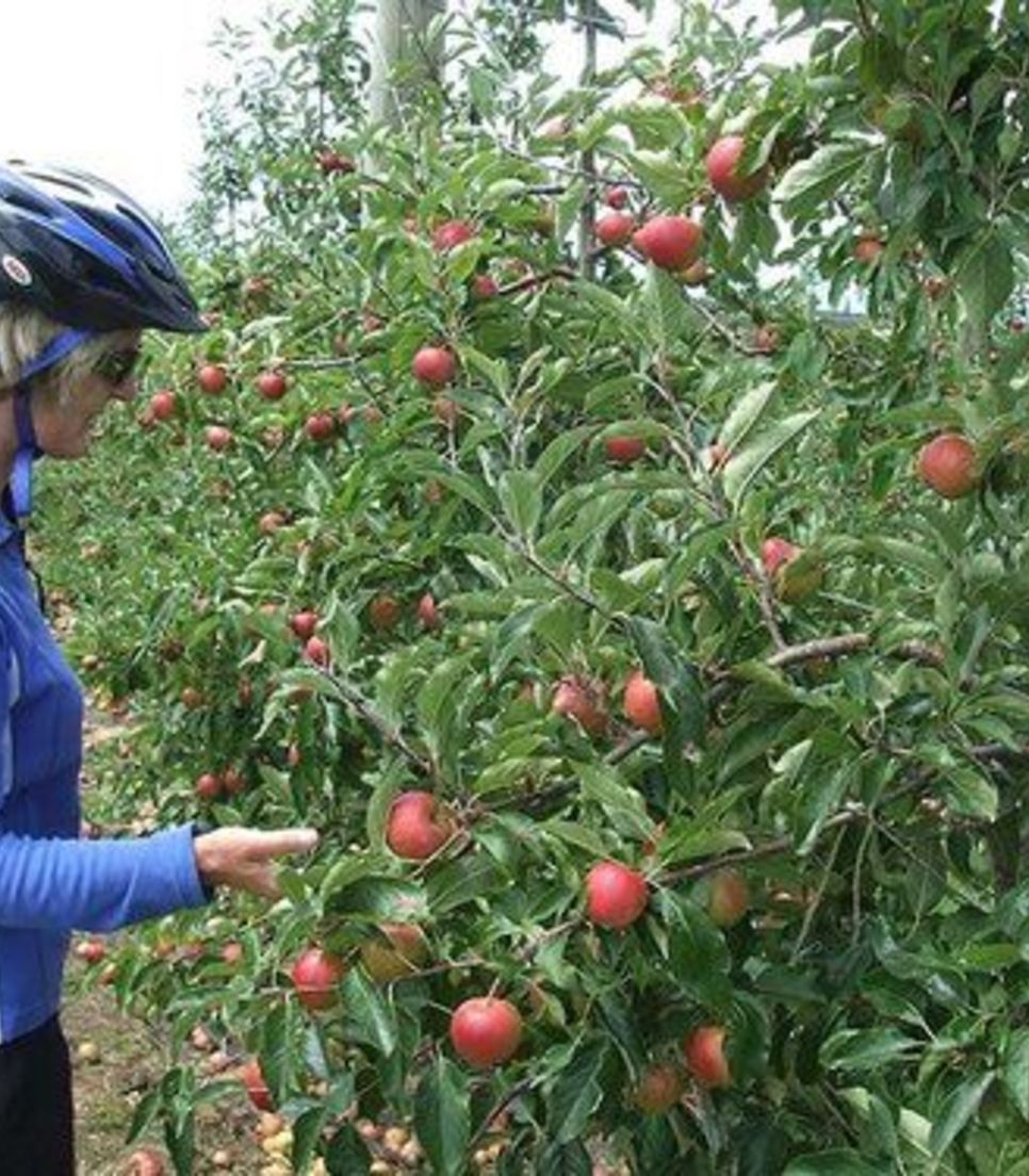 Get stuck into some lovely cycling and enjoy the fruits of your labor