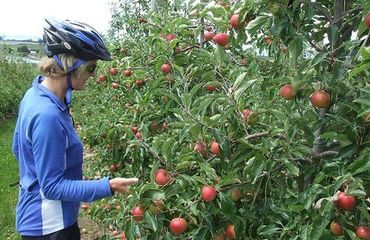 Cyclist picking apples