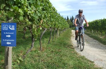 Cycling next to vineyard with cycle path sign