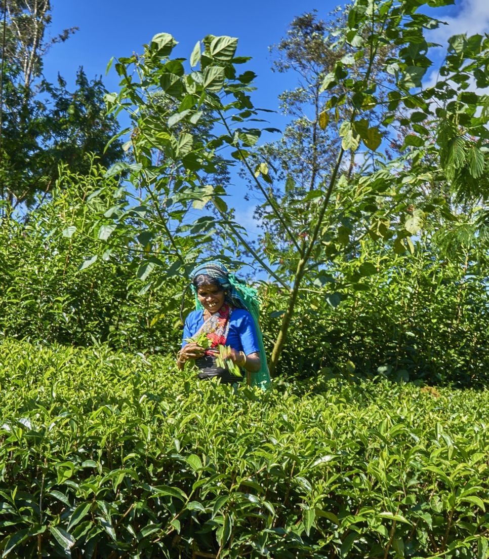 Visit a tea factory and learn about the process from picking to packing the leaves