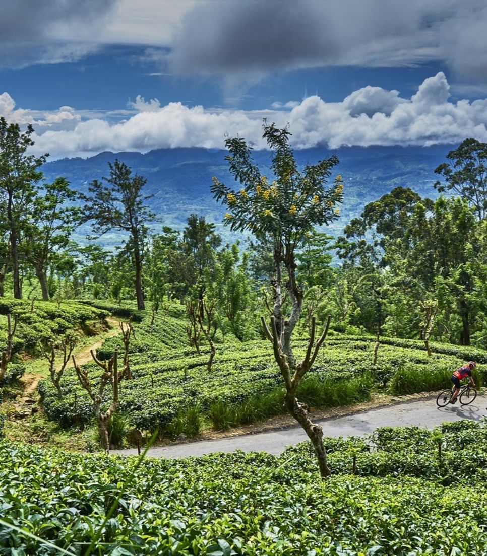 After riding through plantations, sample the teas yourself
