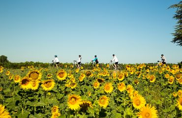 Biking in the sunflower fields