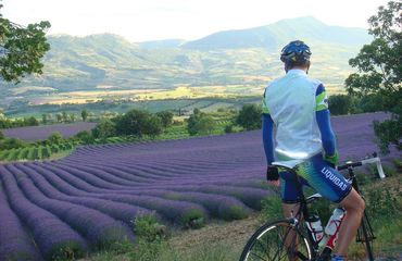 Cyclist looking down at lavender fields