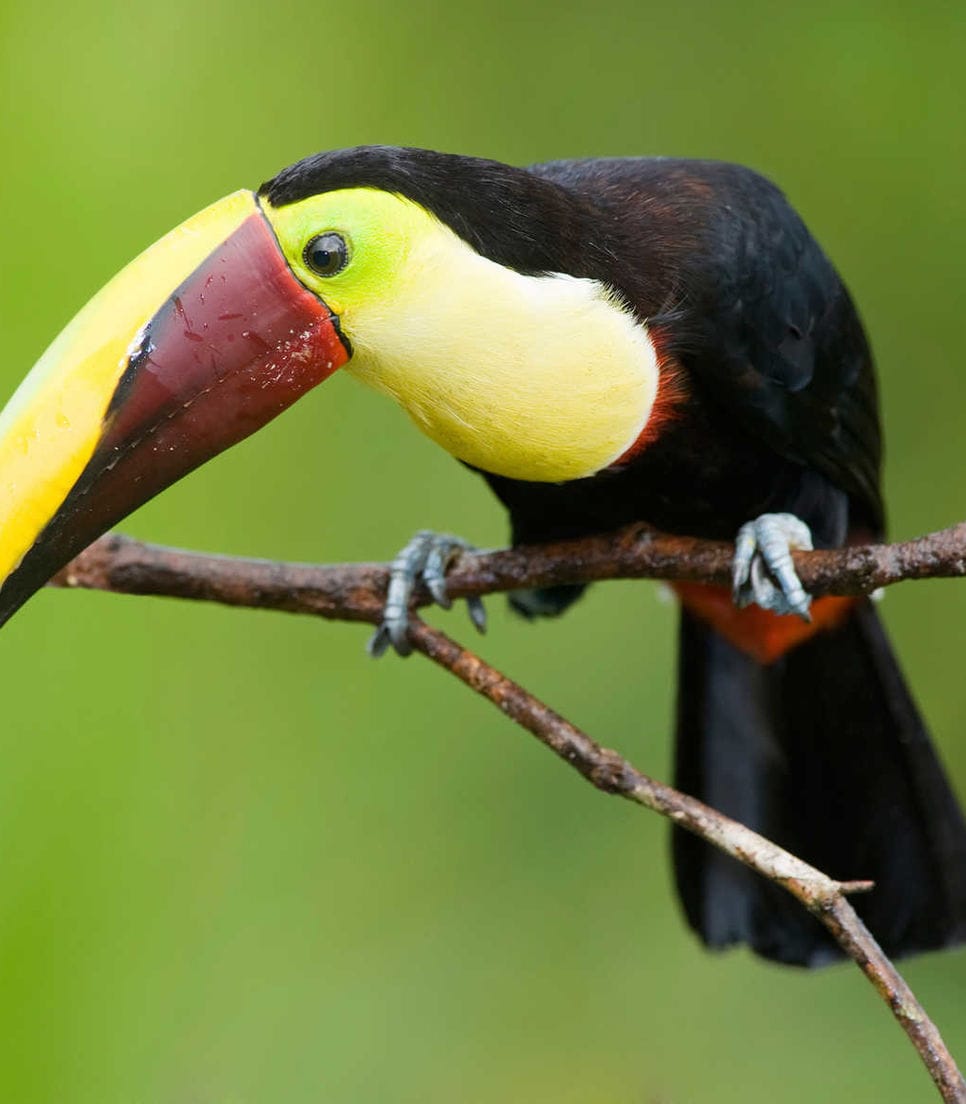 Get a glimpse of the endangered toucan as you ride through jungles and rainforests