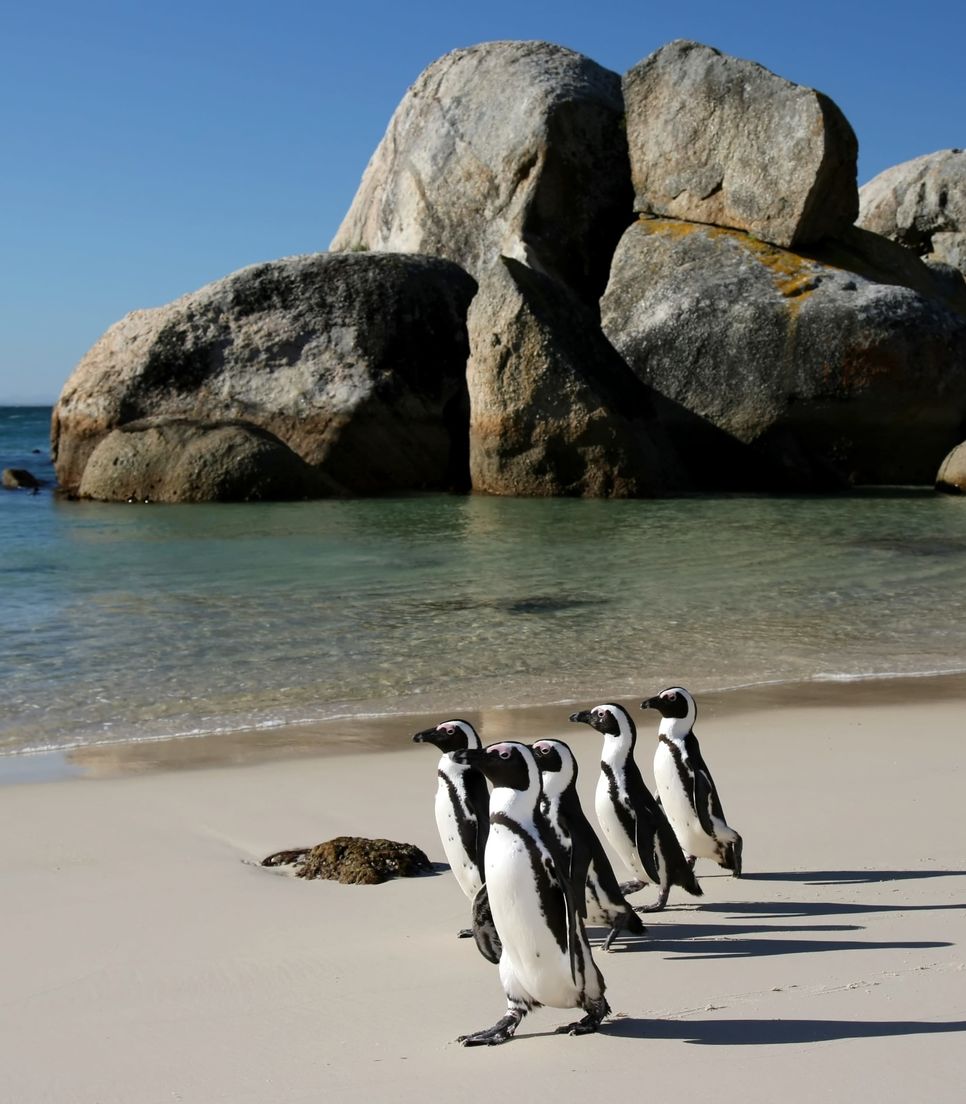 Discover the delightful penguins that call this beautiful place home