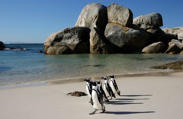 Penguins on beach