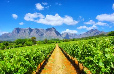 Vineyards with mountains