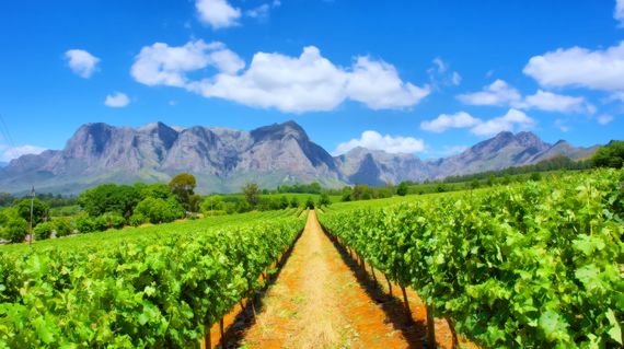 Explore the old town of Stellenbosch and the fantastic wine of the region