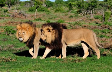 Lions in park