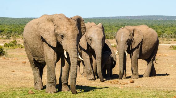 Visit the Addo Elephant Park at the end of the tour and spend time with these wonderful creatures