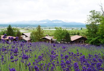 Highlights of Hokkaido