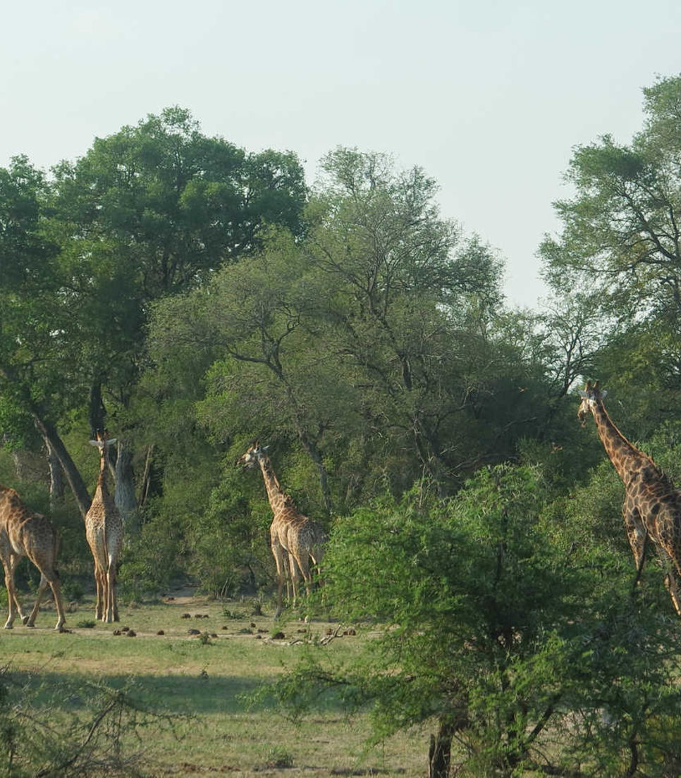 Roaming giraffes and other mesmerizing creatures will fill your view on this tour