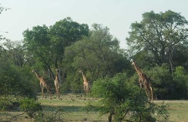 Giraffes in the trees