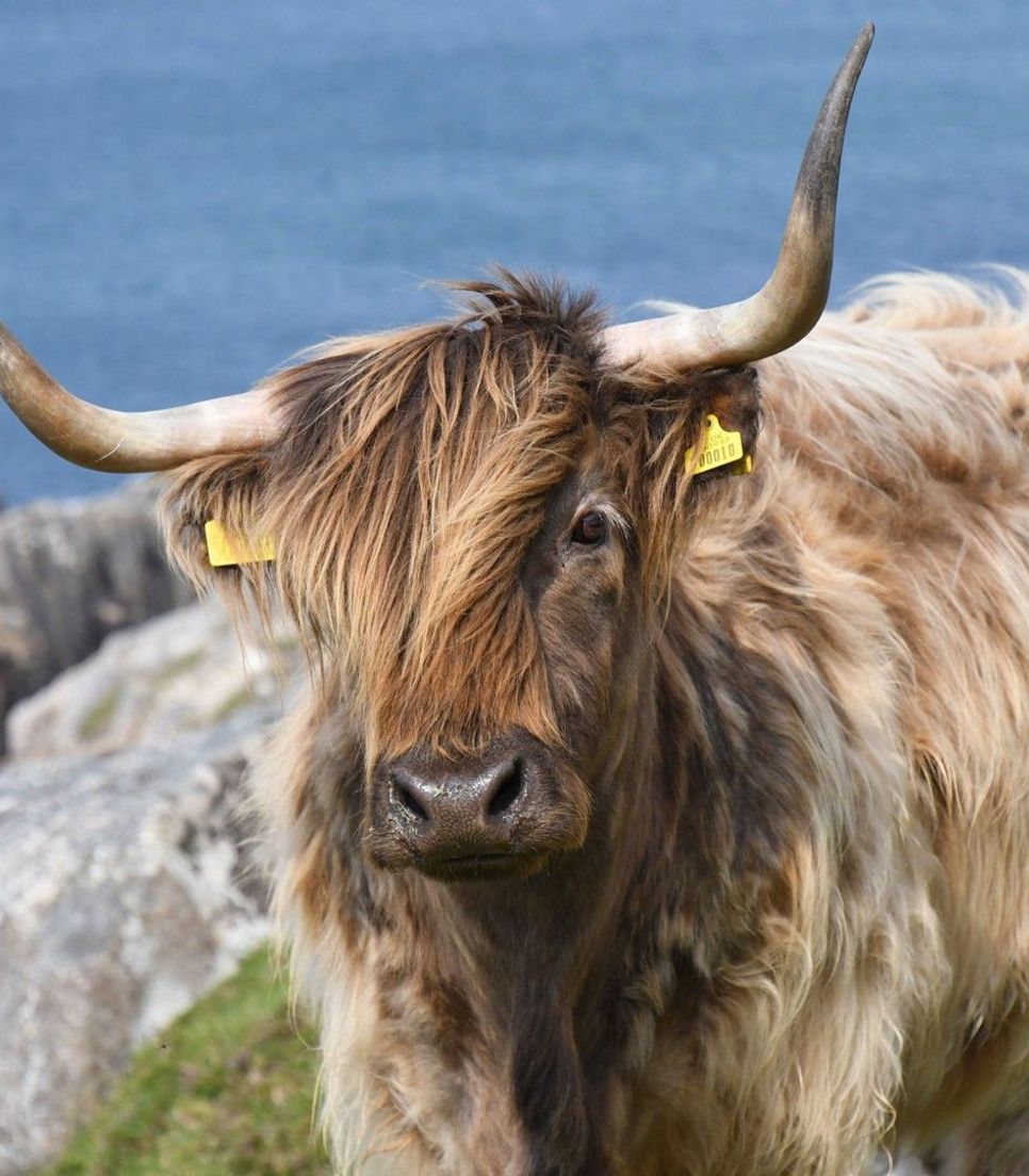 Spot the highland cows and other native wildlife along the route