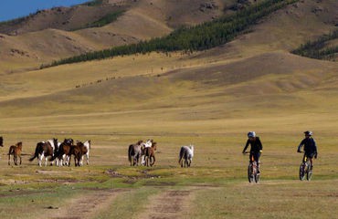 Cyclists and wild horses