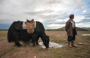 Yak and Mongolian herder
