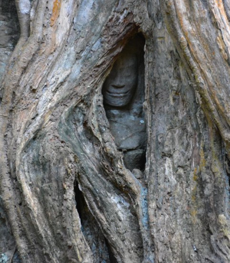 Look for these peculiar statues engulfed by massive trees