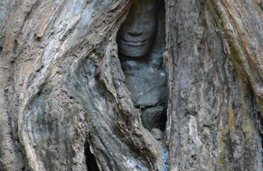 Buddha statue in tree root