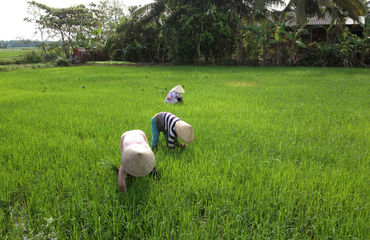 People in rice fields
