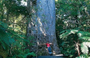 Person hugging a kauri tree