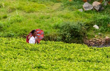 Man in a field of tea bushes