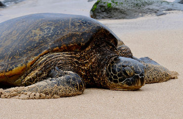 Turtle on beach