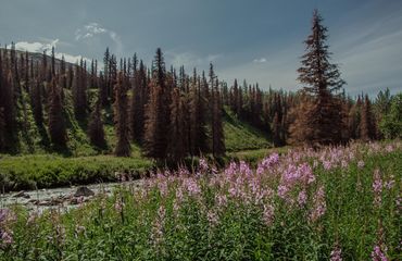 River, forest and flowers