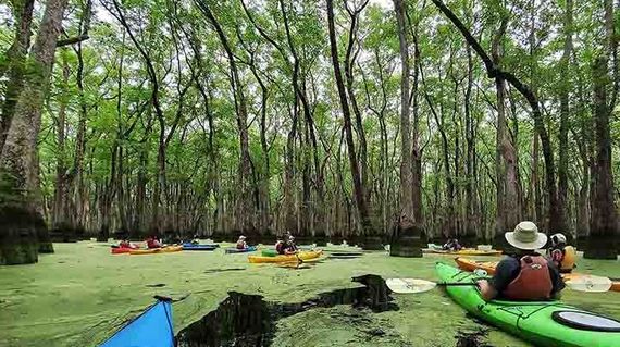 Kayak Ebenezer Creek and discover the best cypress-gum swamp forest in the Savannah river basin