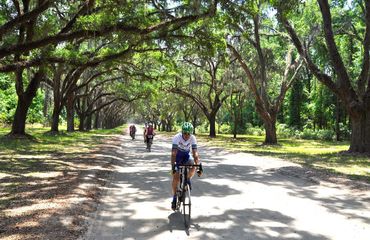 Cycling on a tree-lined road