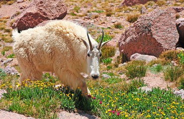 Mountain goat in wildflower meadow