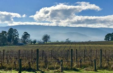 Vineyard
