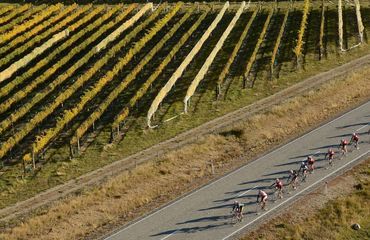 Cyclists riding past vineyard