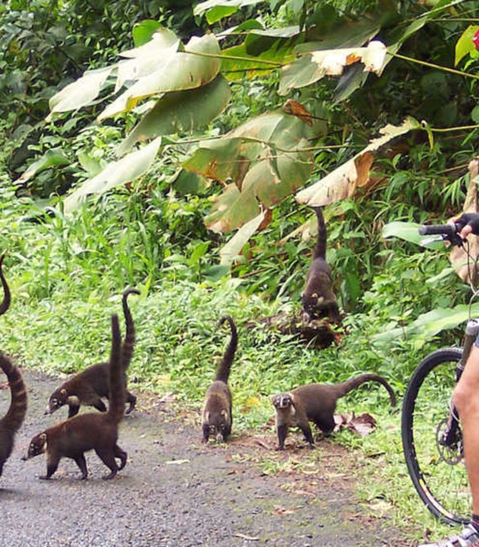 Stop and be captivated by the wildlife of Costa Rica