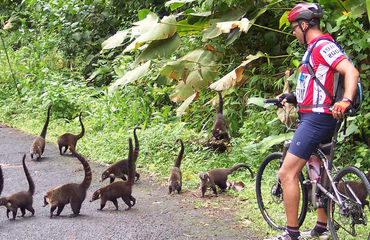Cyclist with group of Coati crossing road