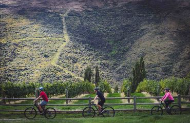 Cyclists riding next to vineyard and mountain